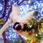 Sifaka's lemur