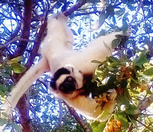 Sifaka's lemur