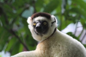 Sifaka's