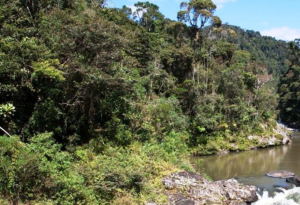 Ranomafana National Park