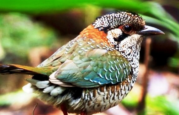 Scaly Ground-roller