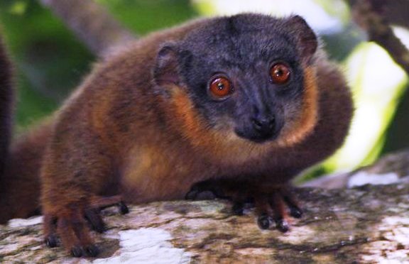 Tsitongambarika red fronted brown lemur